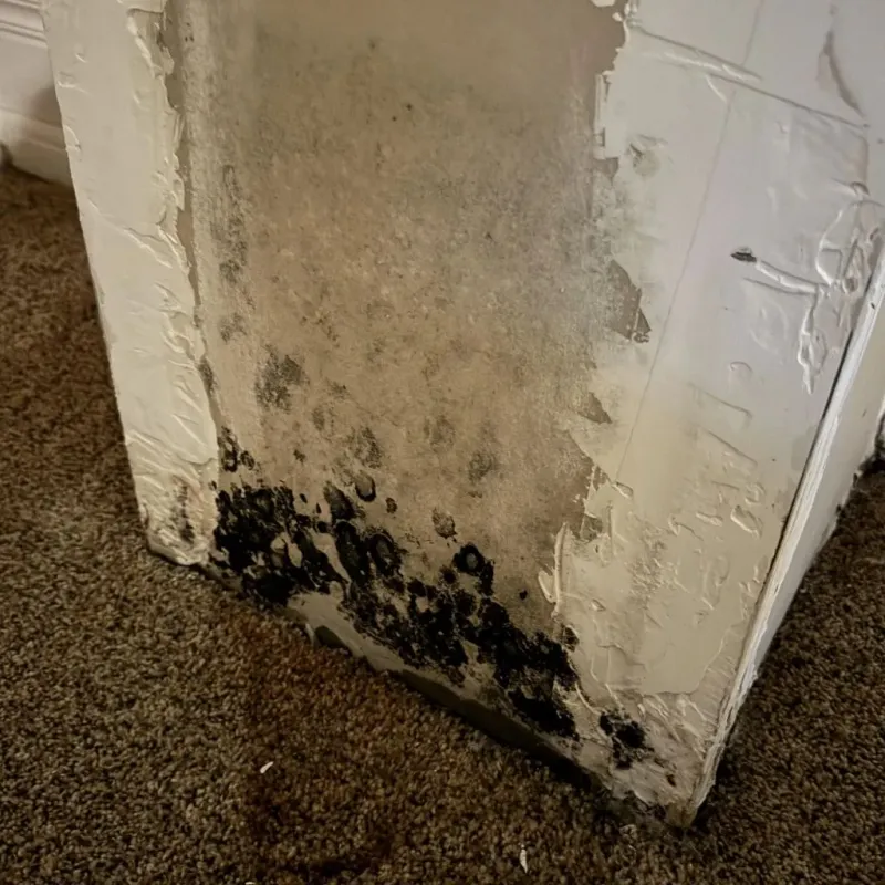 Professional Mold Removal in Jasper, AR